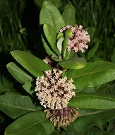 Common Milkweed, Common Silkweed, Virginia Silk, Asclepias syriaca